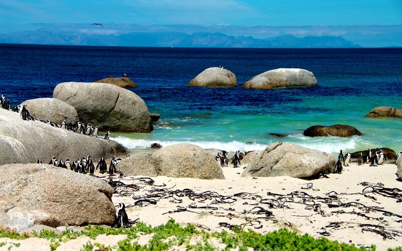 Penguins on a Beach — Blue, Serene, Afternoon
