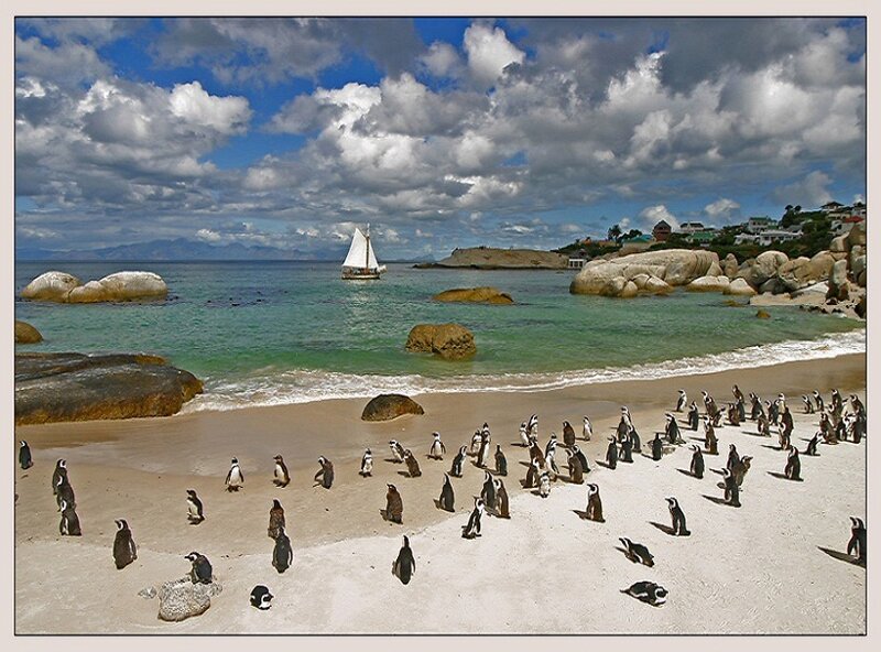 Penguins on a Beach — Blue, Serene
