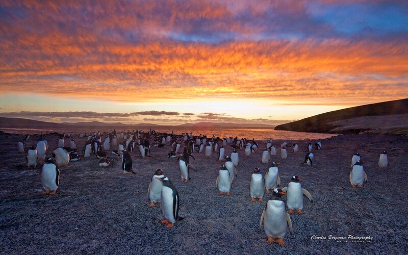 Penguins on a Beach — Orange