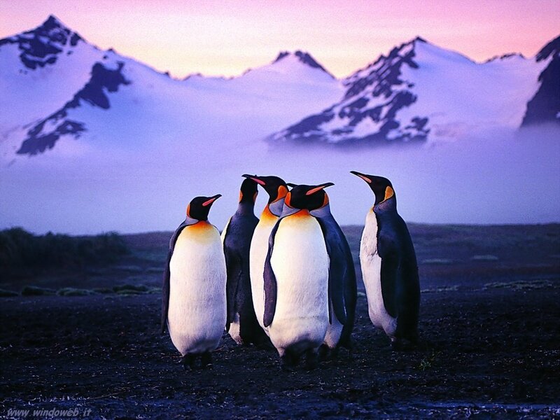 Penguins on a Beach — Purple