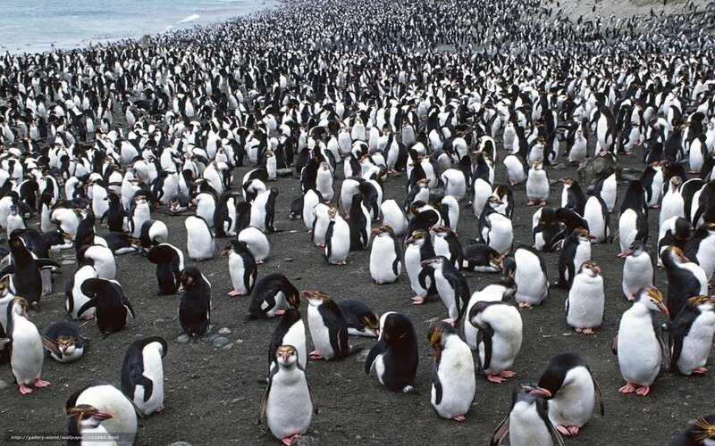 penguins on a beach