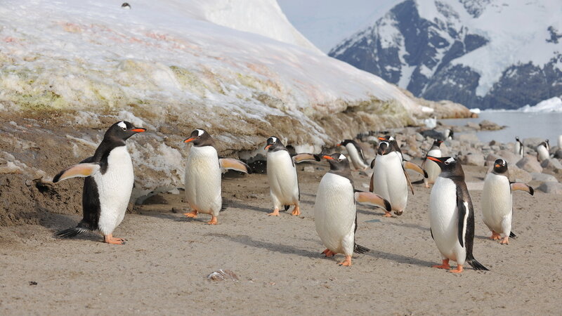 Penguins on a Beach — White