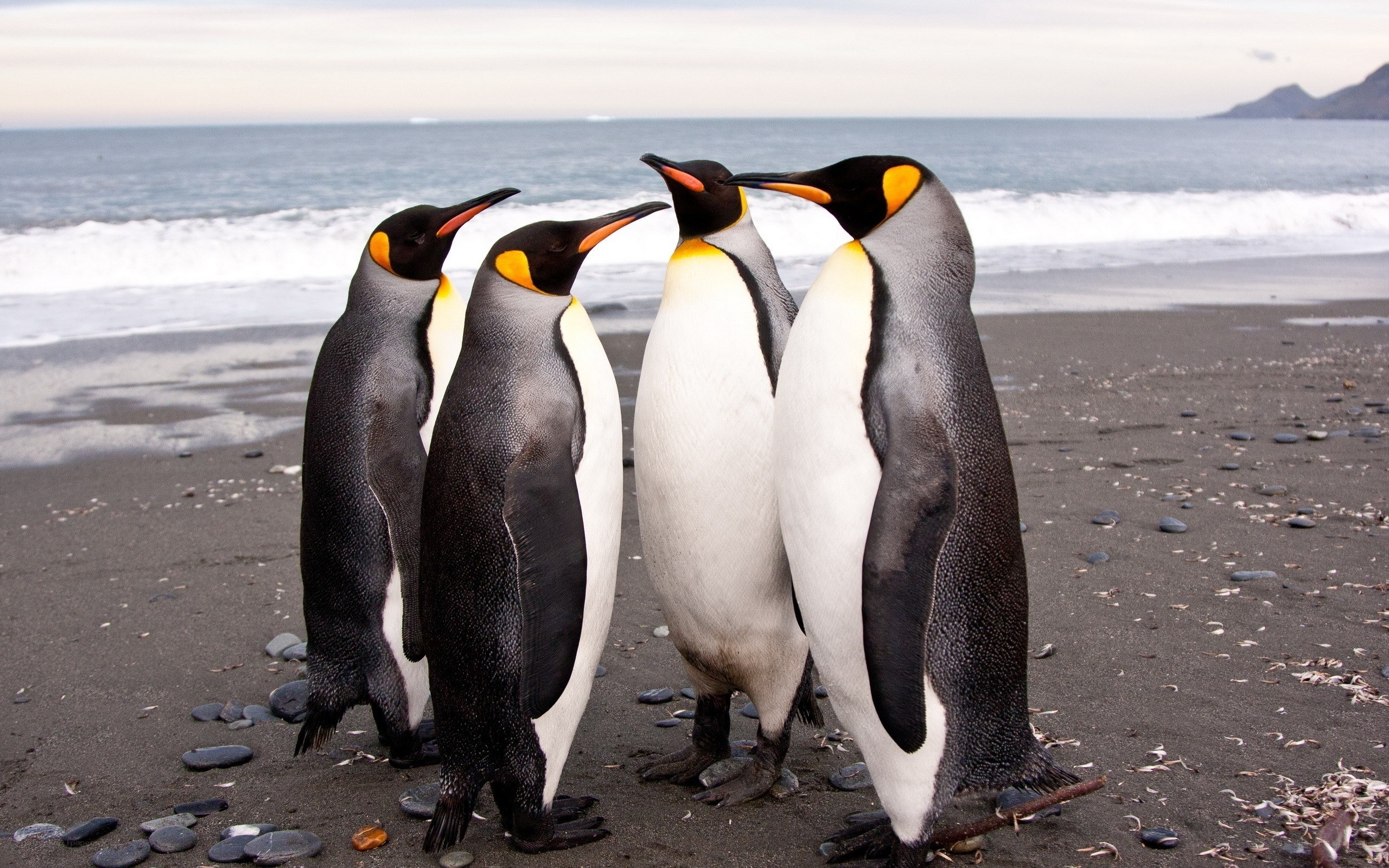 penguins on a black sand beach