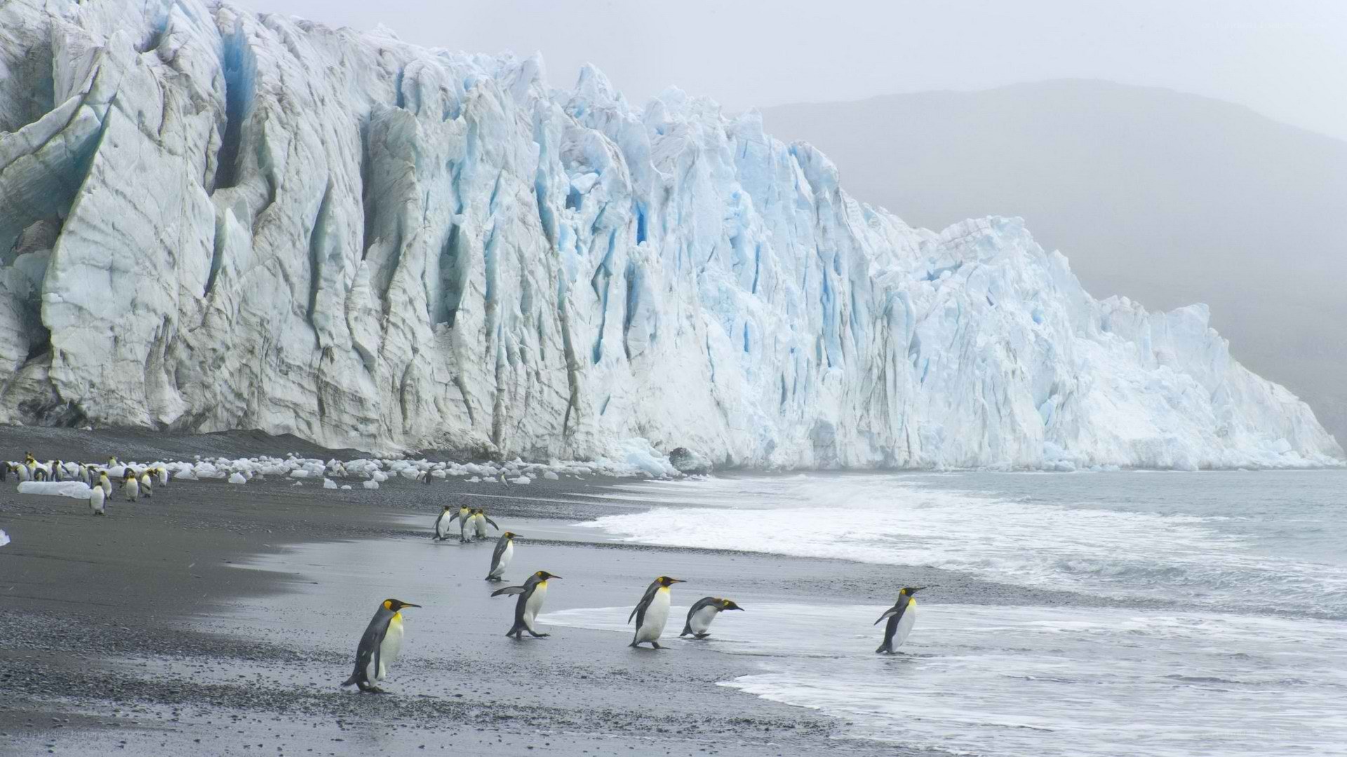 Penguins on a glacier beach