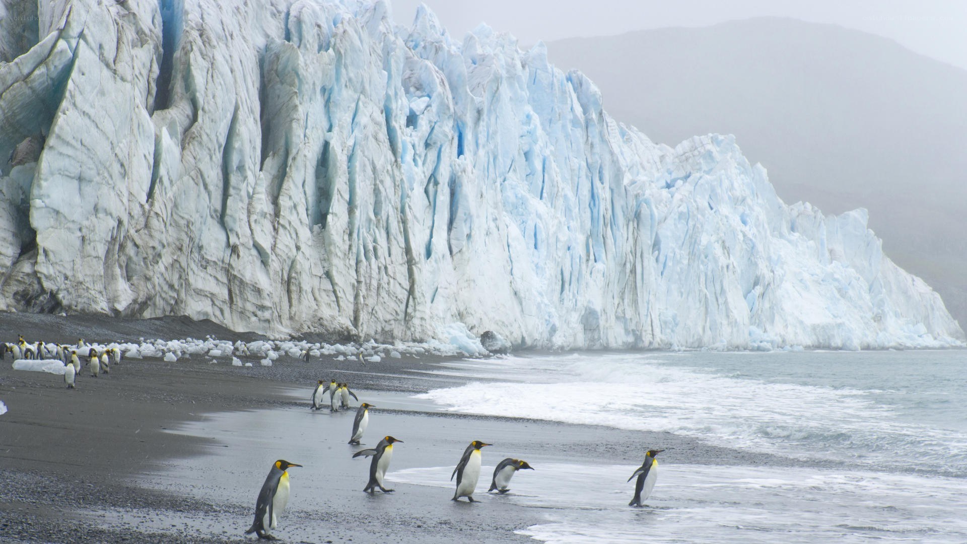 Penguins on a glacier beach