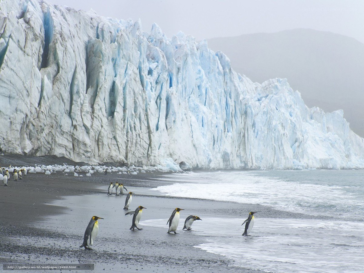 Penguins on a glacier beach