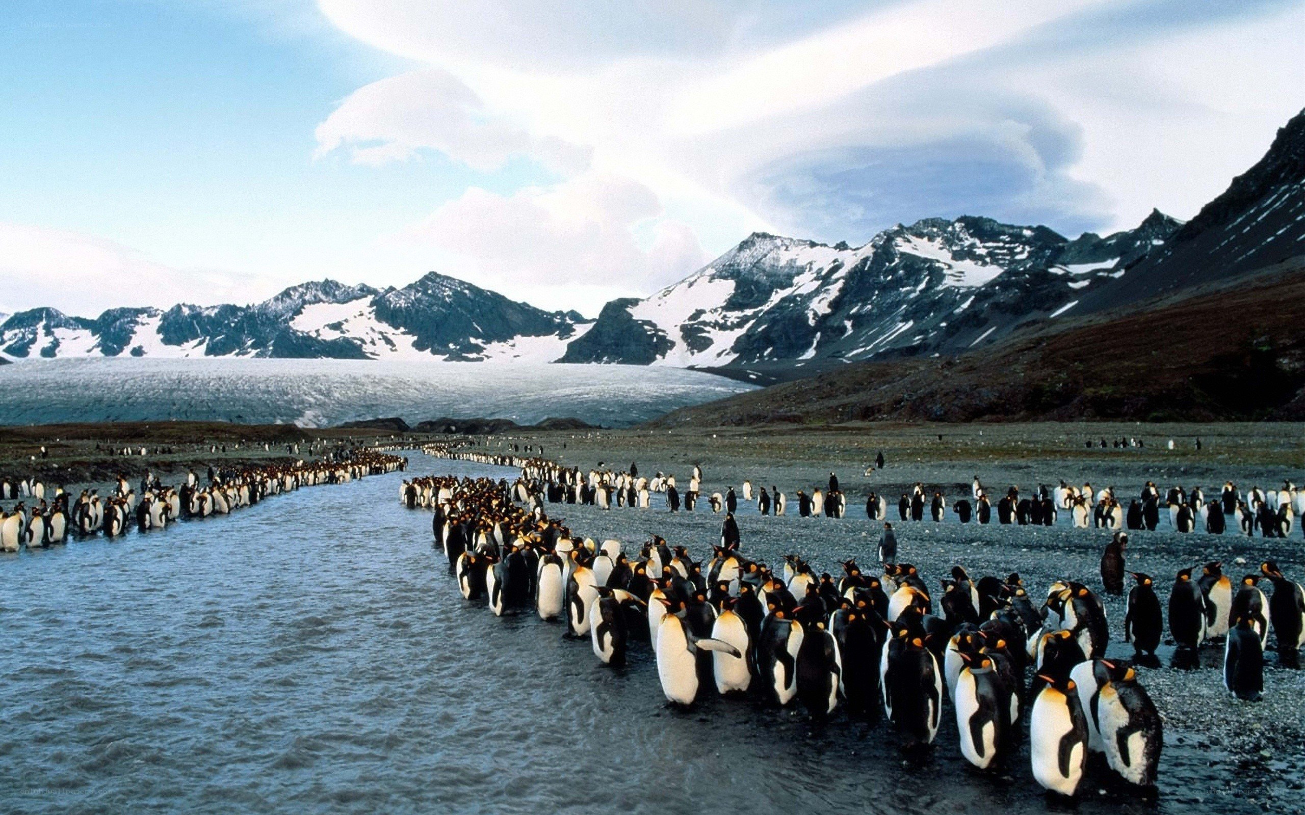 Penguins on a glacier