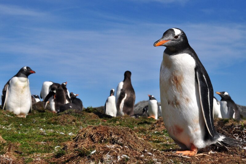 Penguins on a grassy hill