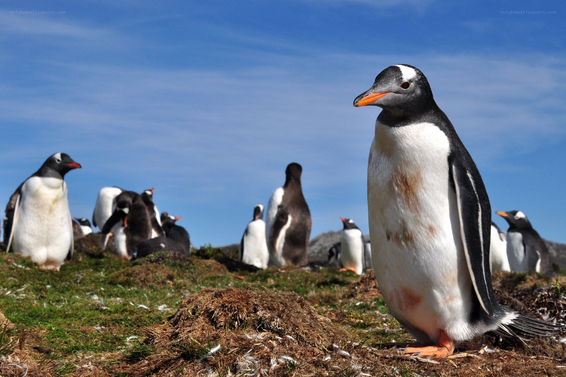 Penguins on a grassy hill
