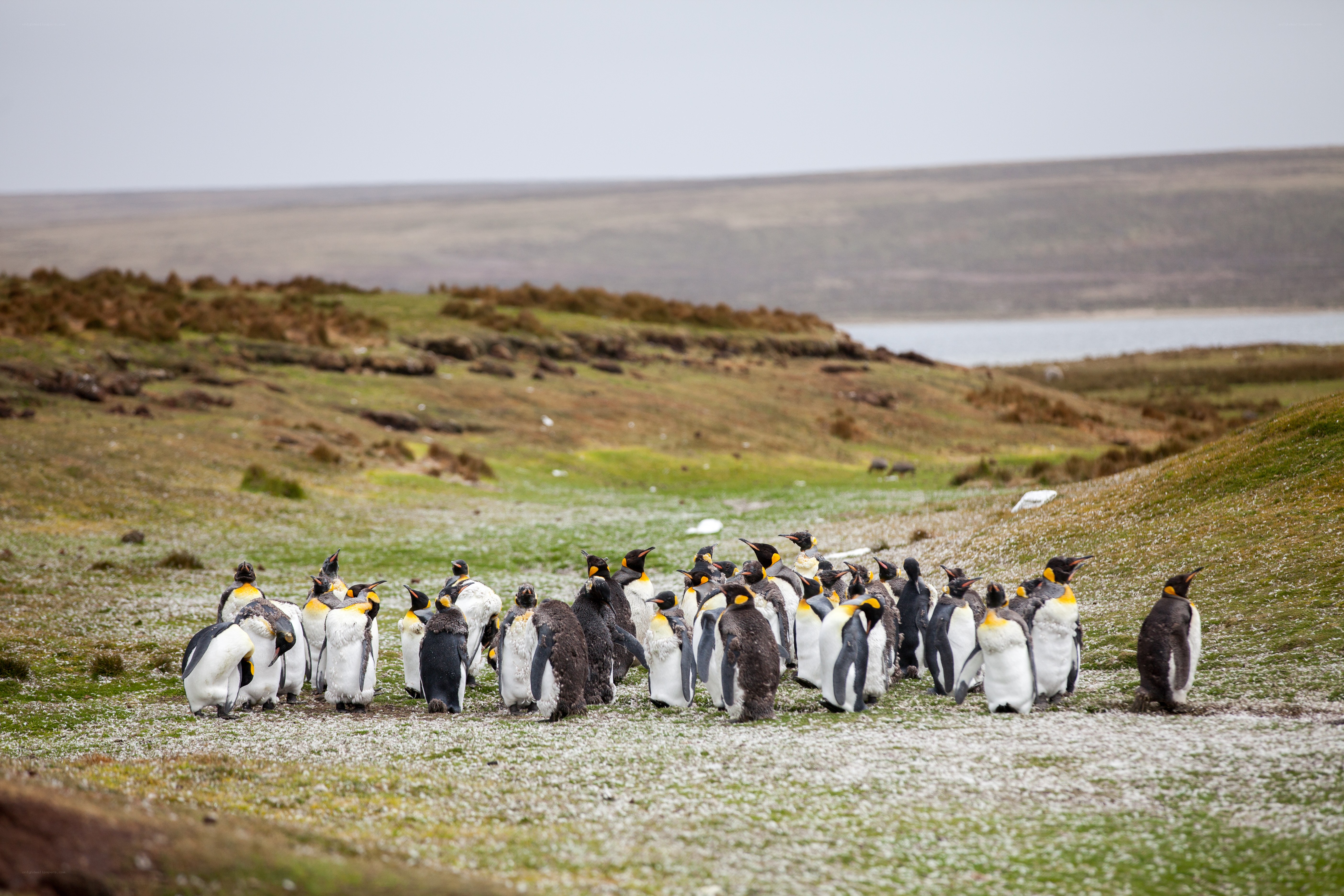 penguins on a grassy hill