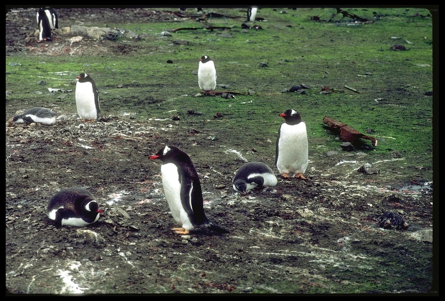 Penguins on a mossy shore
