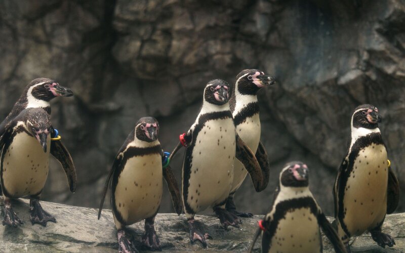 penguins on a rock