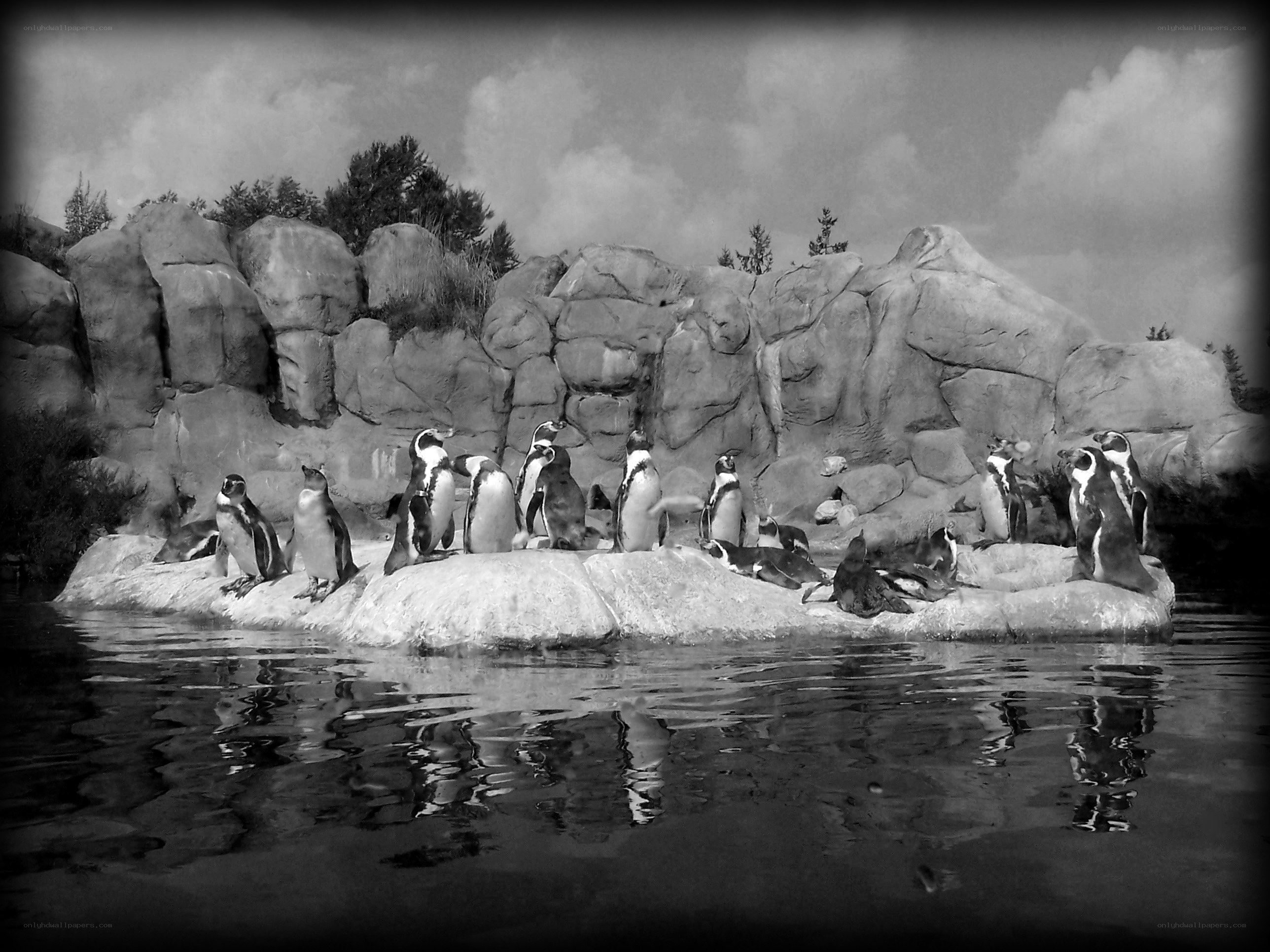 Penguins on a rock island