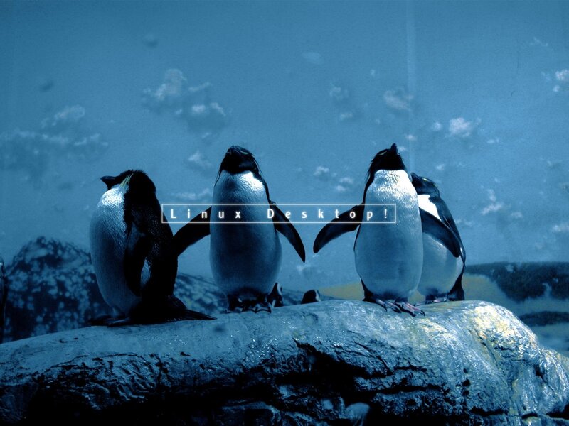 penguins on a rock