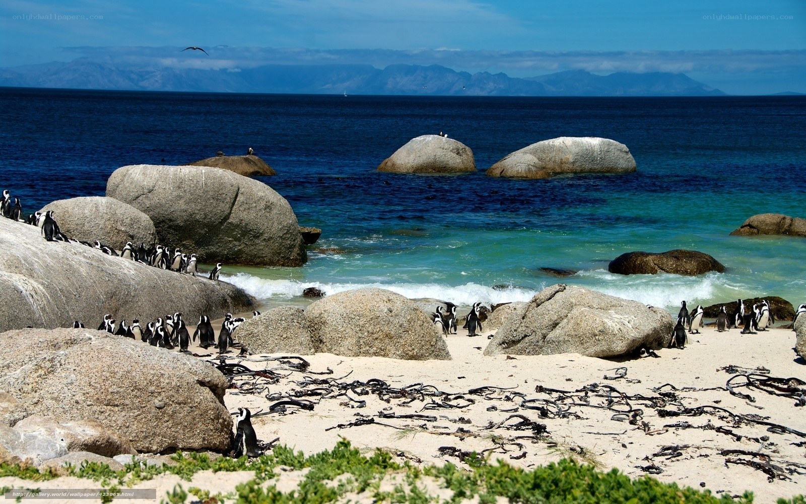 Penguins on a rocky beach