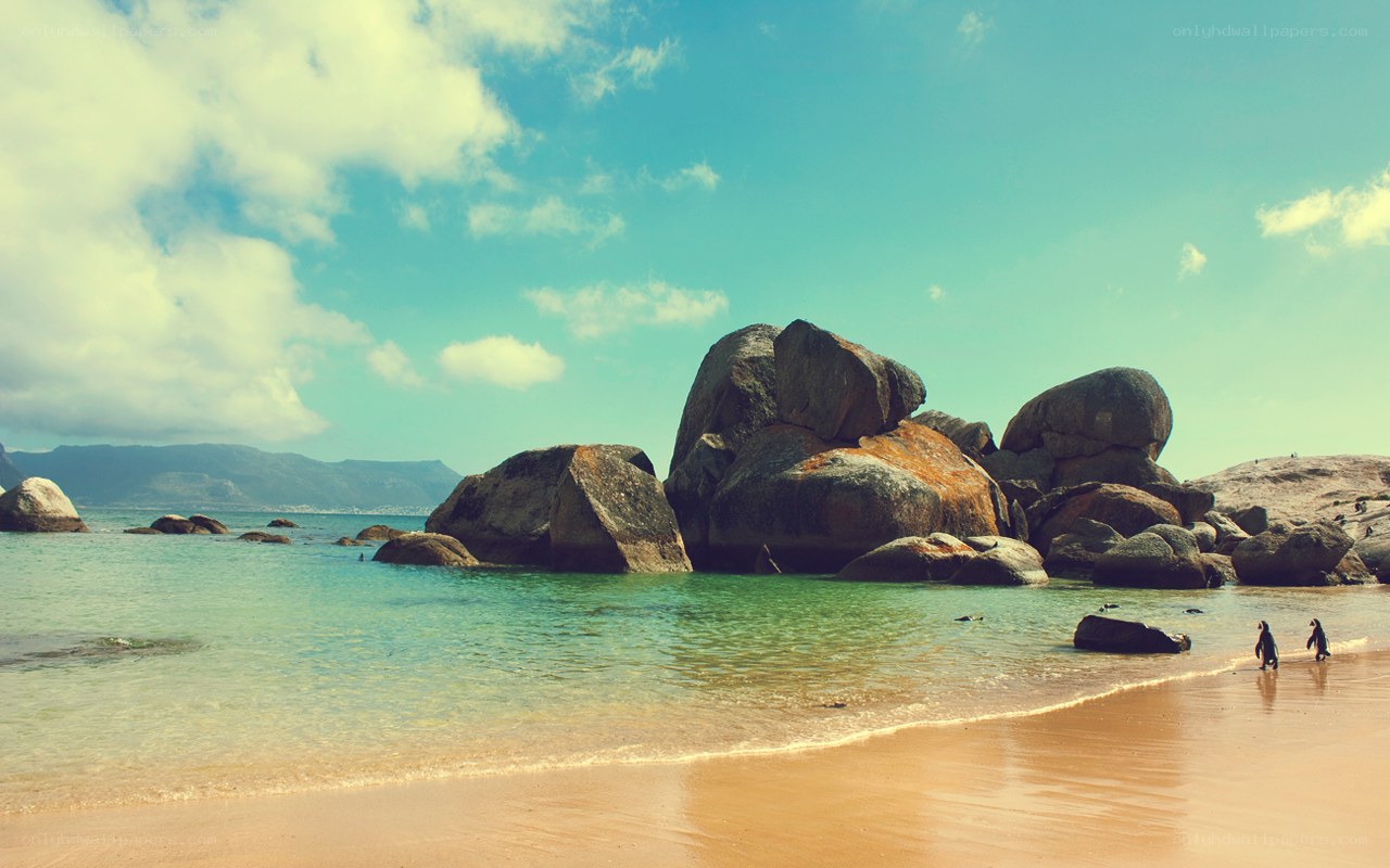 Penguins on a rocky beach