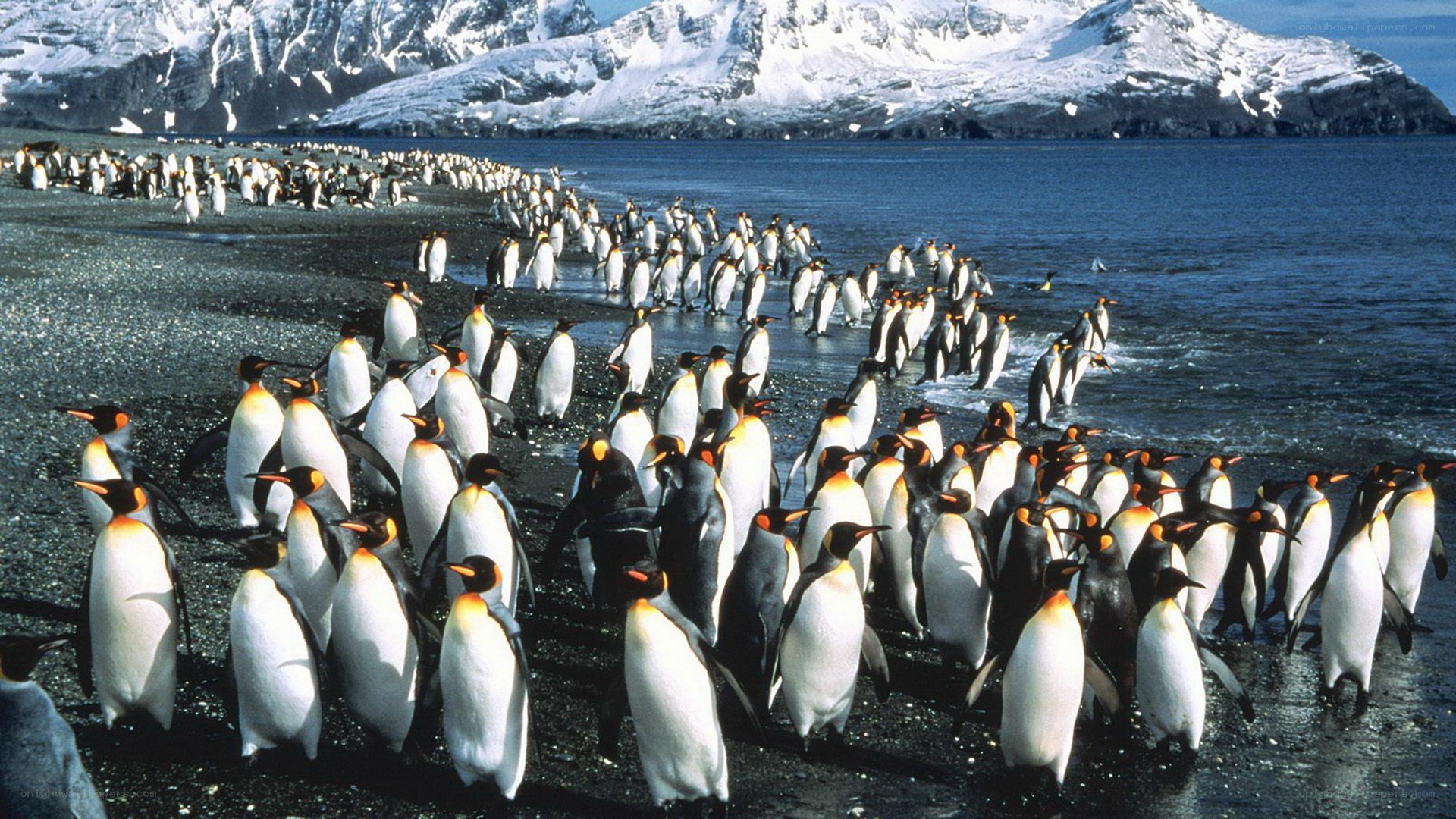Penguins on a rocky beach