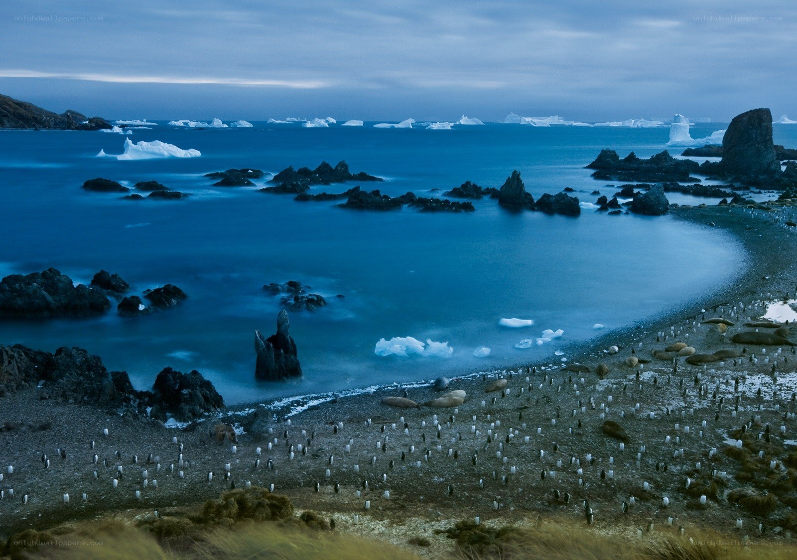 Penguins on a rocky beach