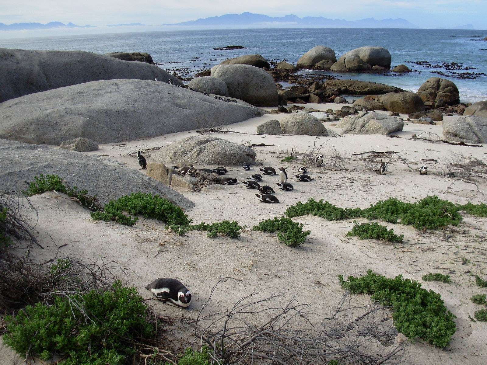 Penguins on a rocky beach