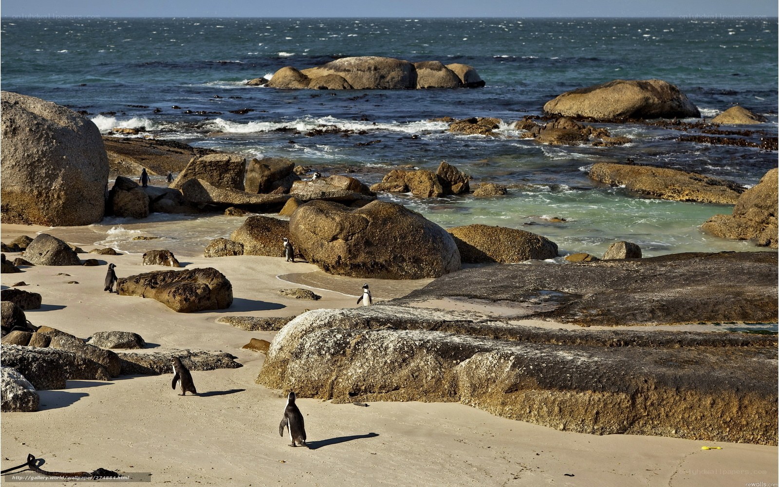 Penguins on a rocky beach