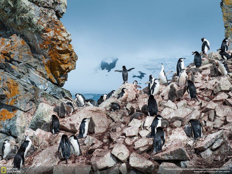 Penguins on a rocky cliff