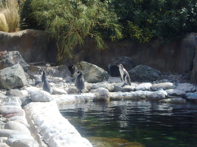 Penguins on a rocky shore