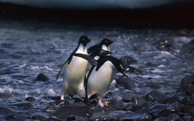 Penguins on a rocky shore