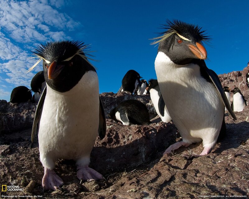 Penguins on a rocky shore