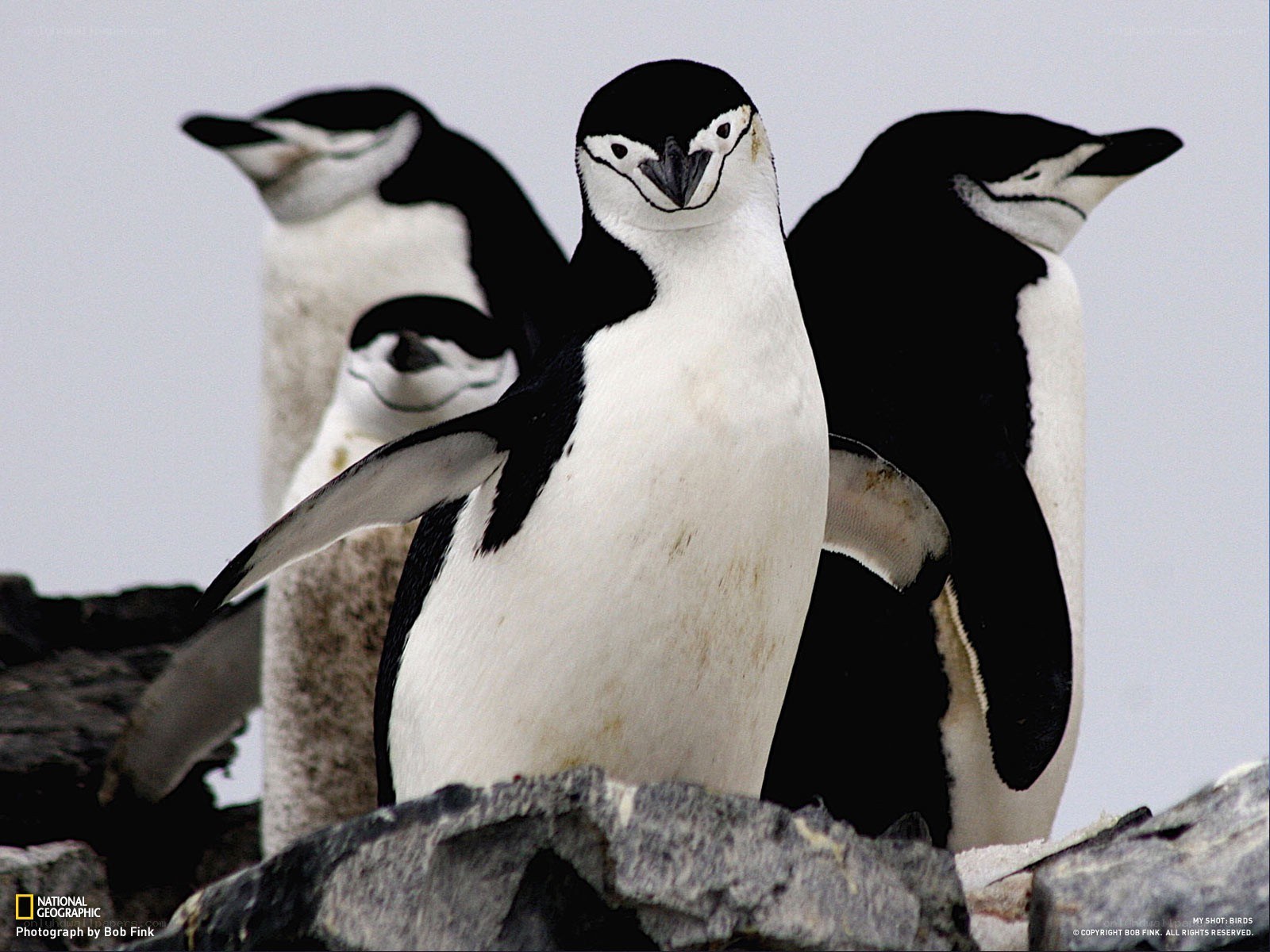 Penguins on a rocky shore