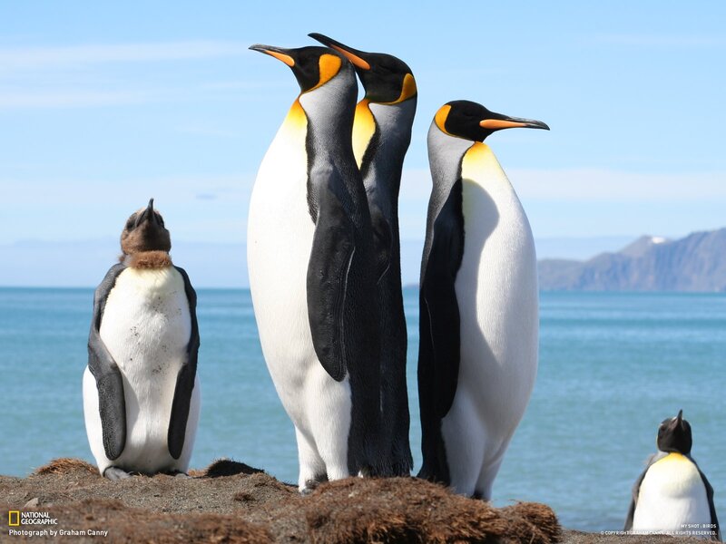Penguins on a rocky shore