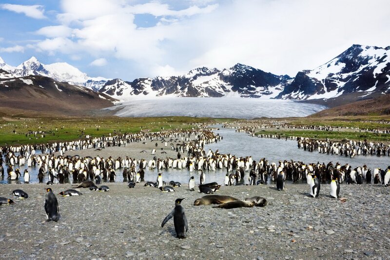Penguins on a rocky shore