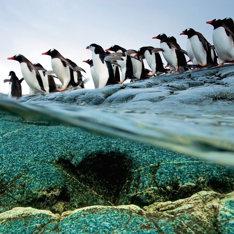 Penguins on a rocky shore