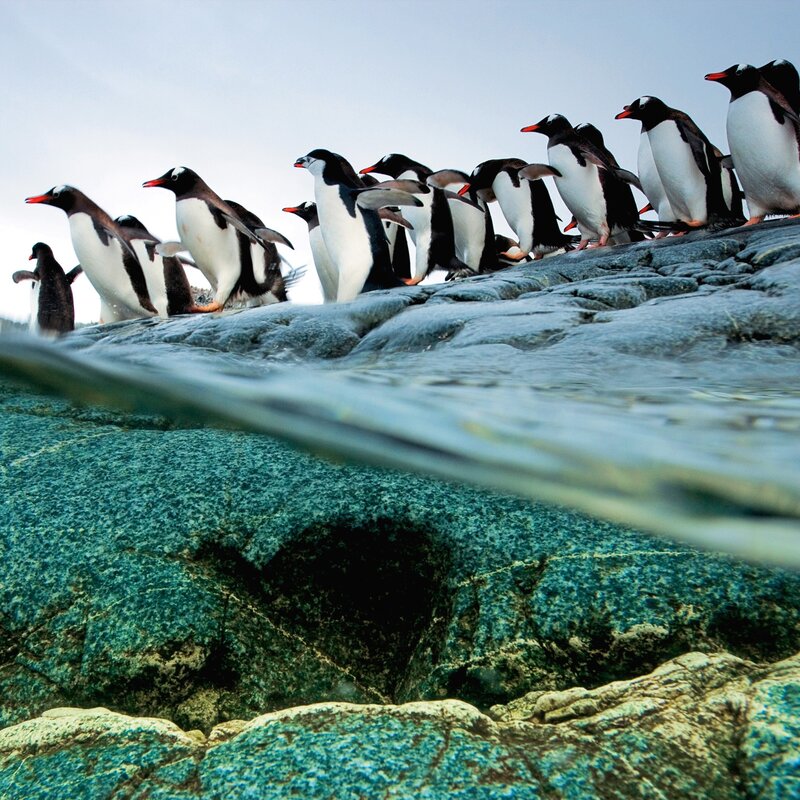 Penguins on a rocky shore