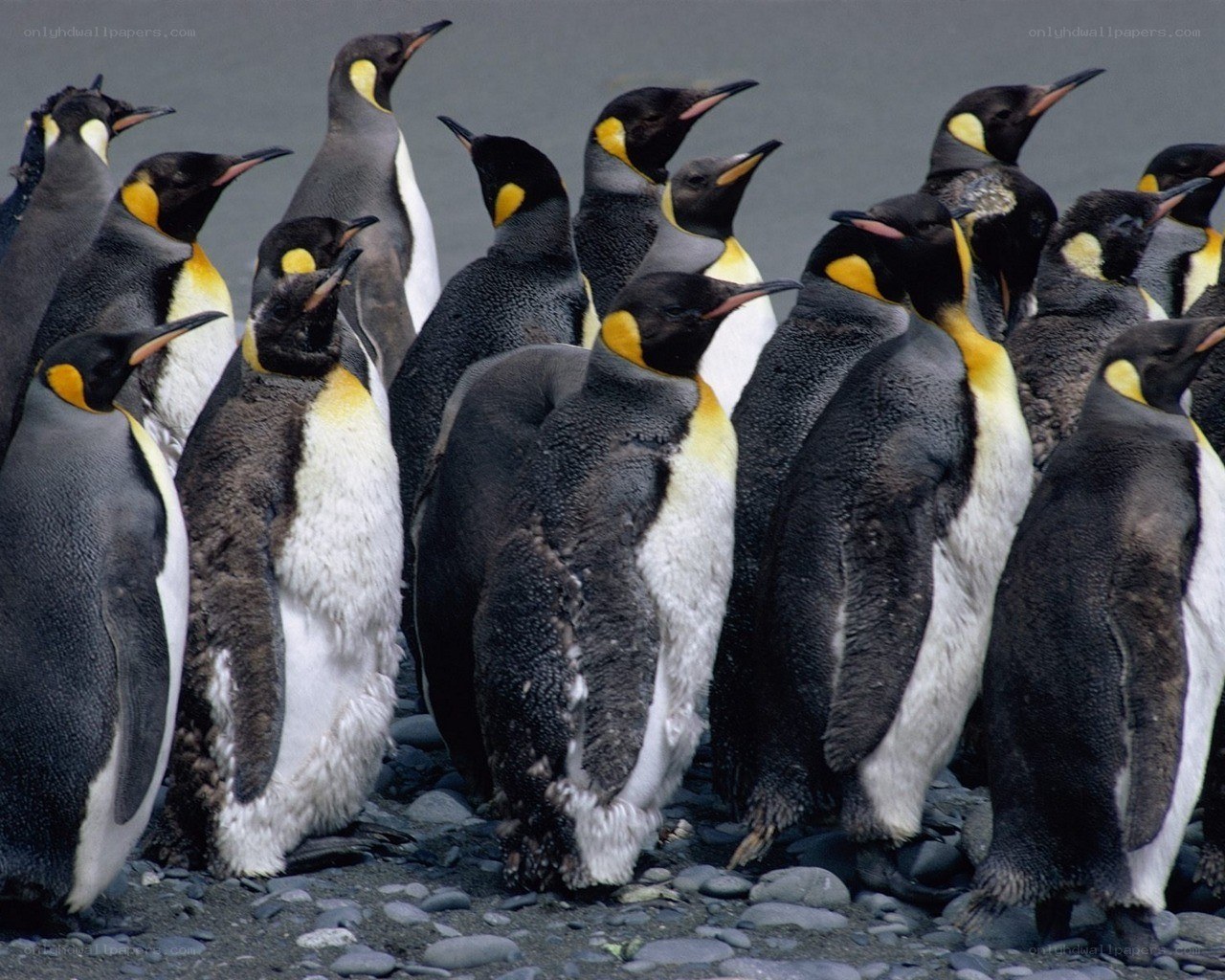 Penguins on a rocky shore