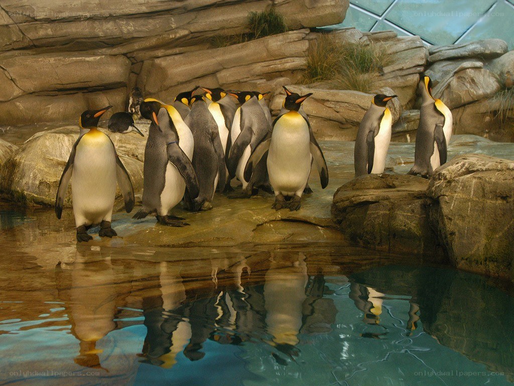 Penguins on a rocky shore