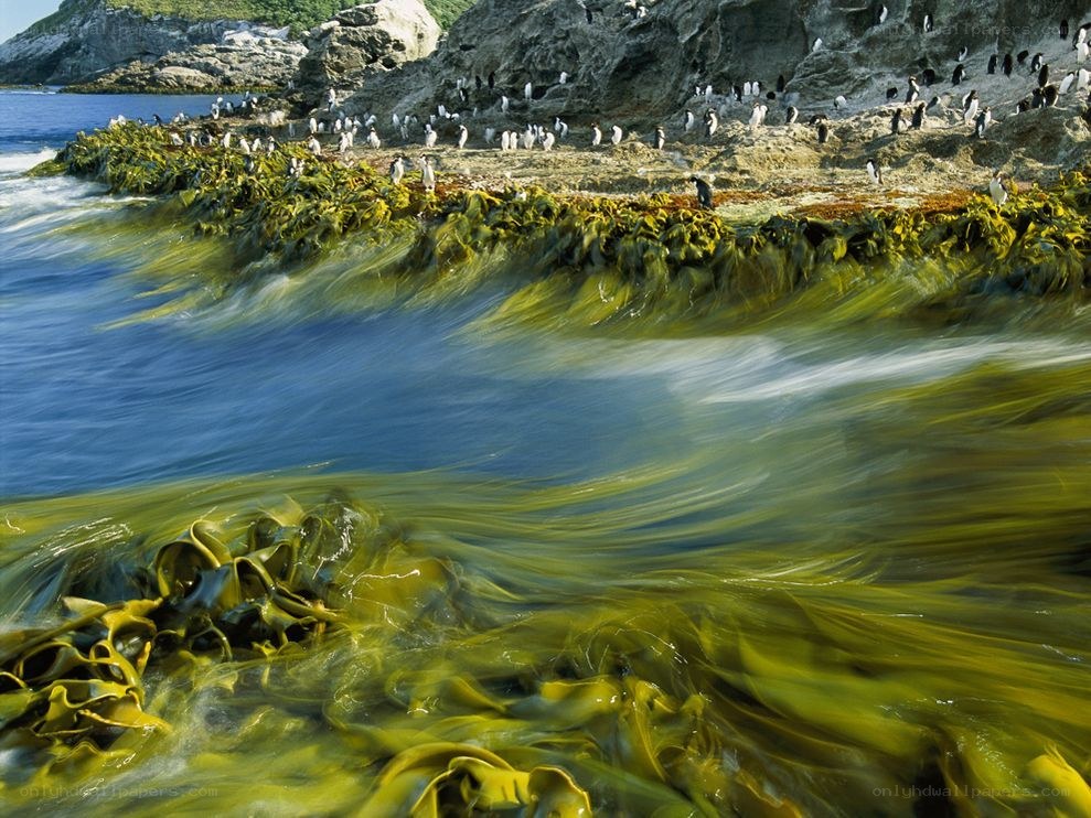 Penguins on a rocky shore