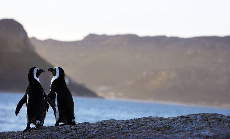 Penguins on a rocky shore