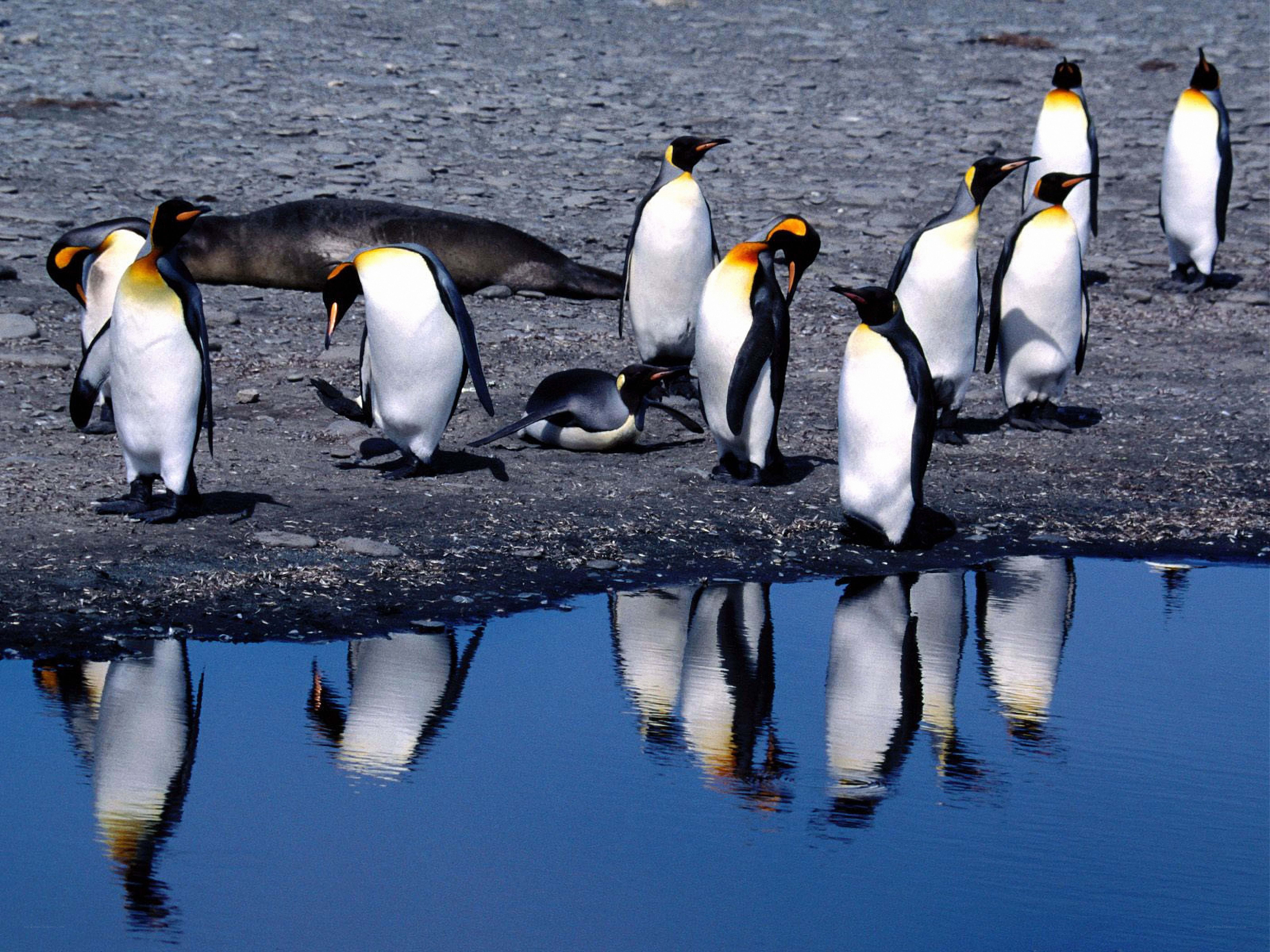 Penguins on a rocky shore