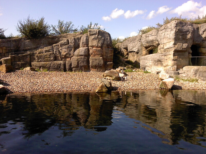 Penguins on a Rocky Shore — Blue