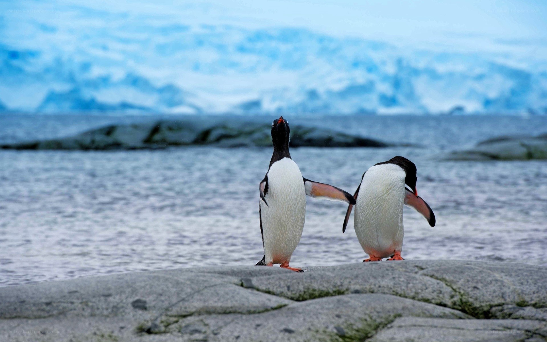 Penguins on a rocky shore