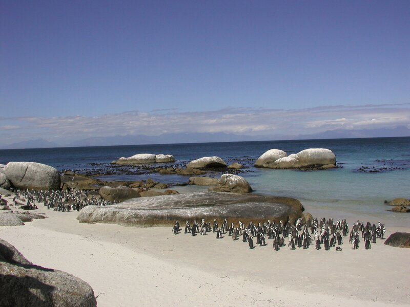 Penguins on a sandy beach