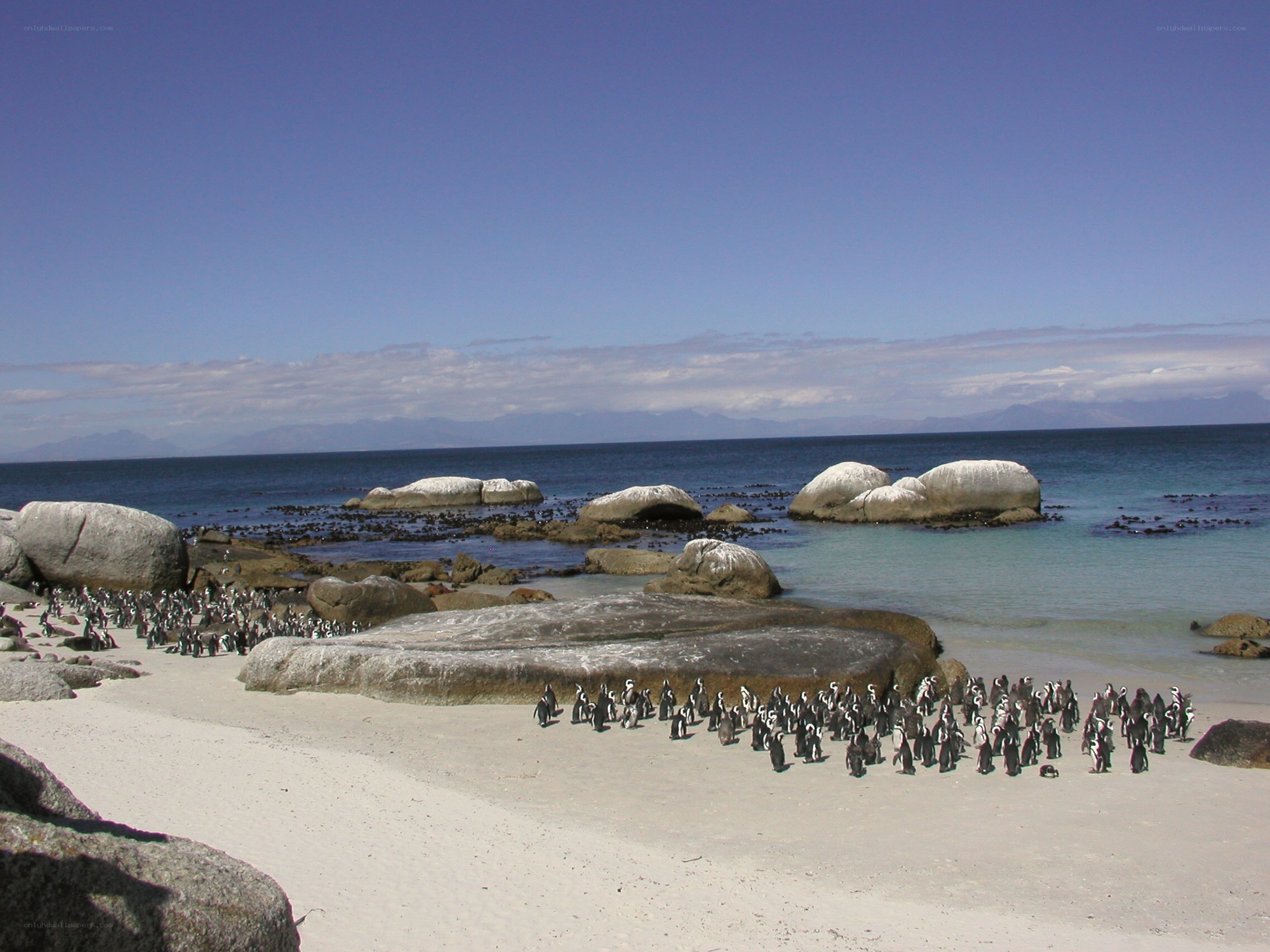 Penguins on a sandy beach