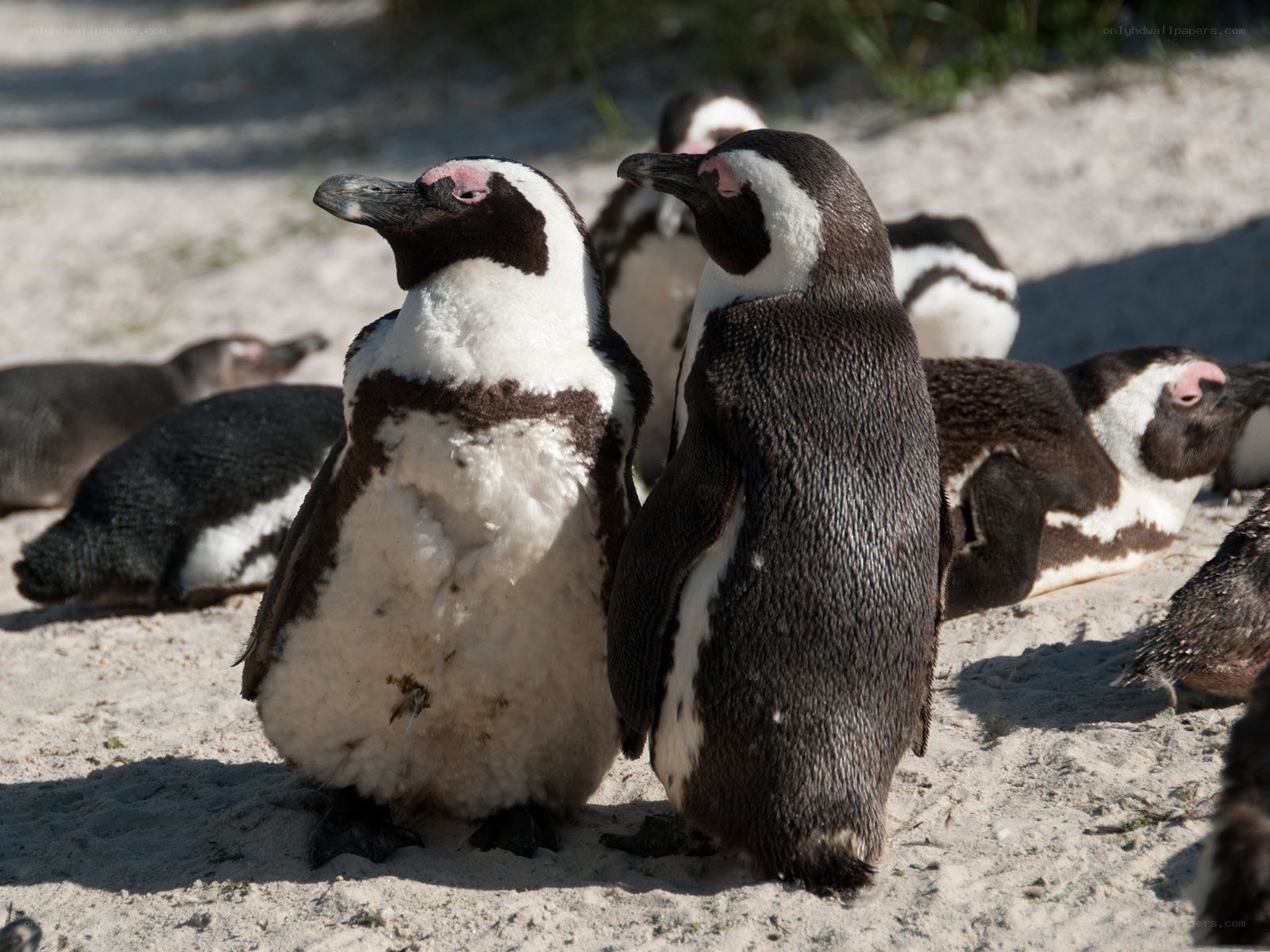 Penguins on a sandy beach