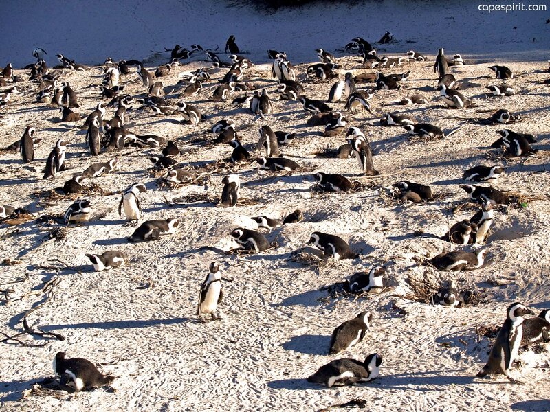 Penguins on a Sandy Beach — White