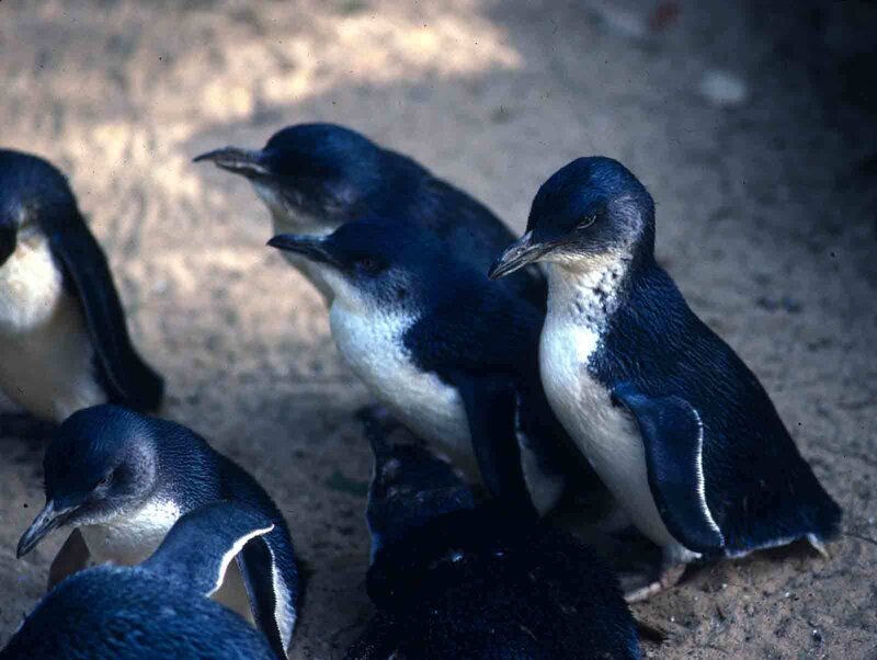 Penguins on a sandy ground
