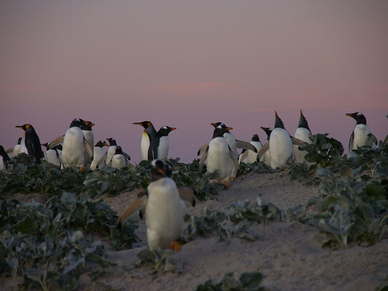 Penguins on a sandy hill