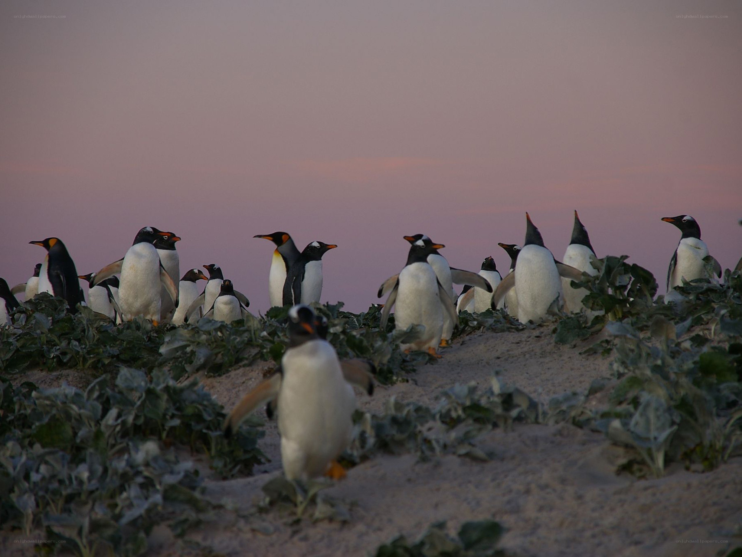 Penguins on a sandy hill