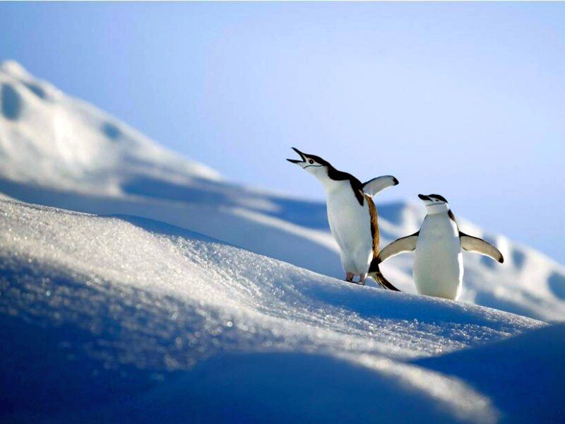 Penguins on a snowy hill