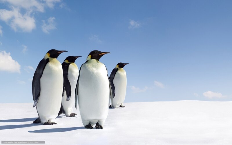 Penguins on a snowy hill