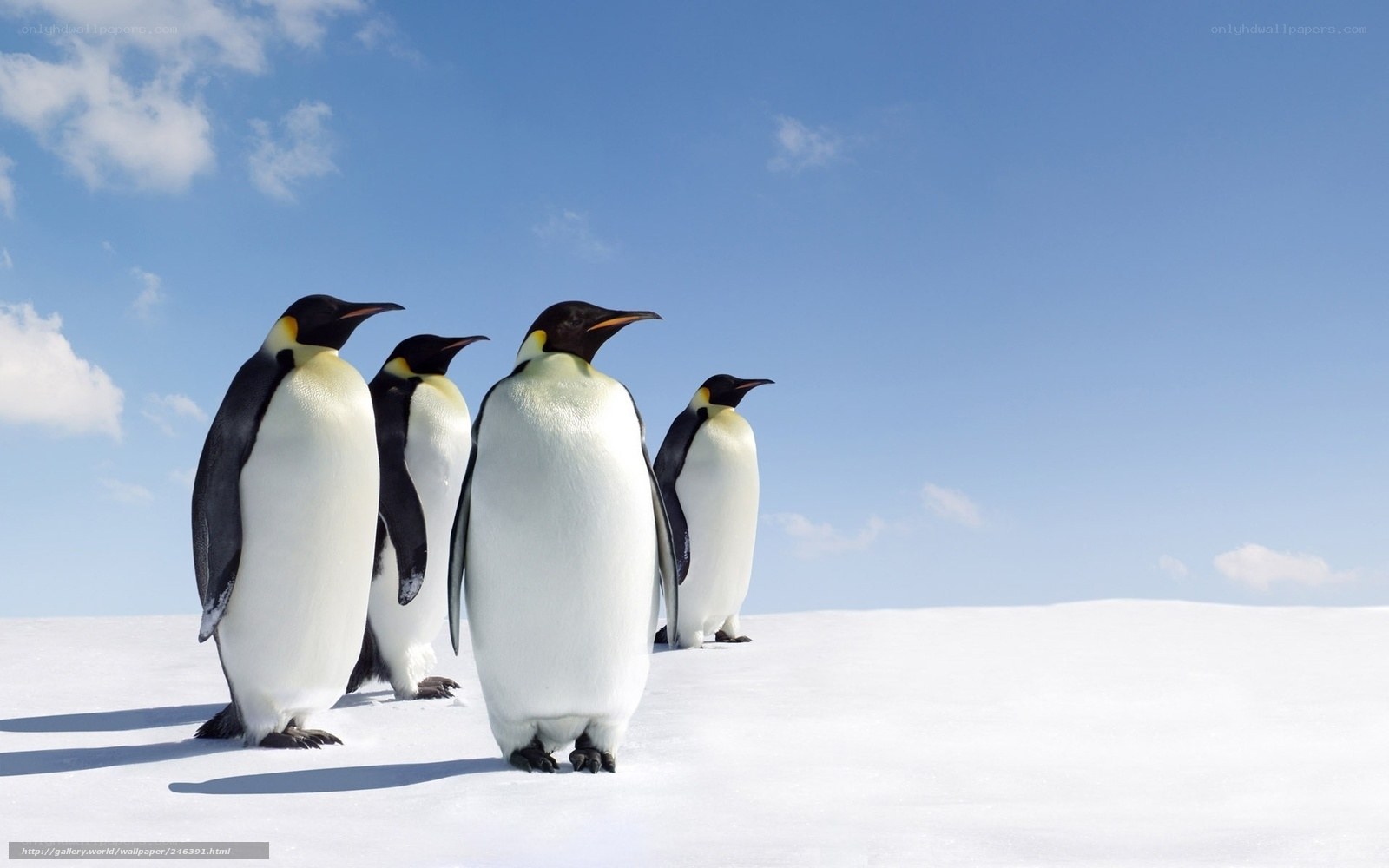 Penguins on a snowy hill